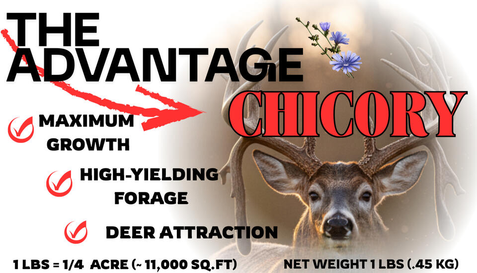 ADVANTAGE CHICORY