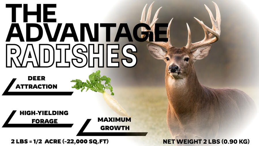 ADVANTAGE RADISHES